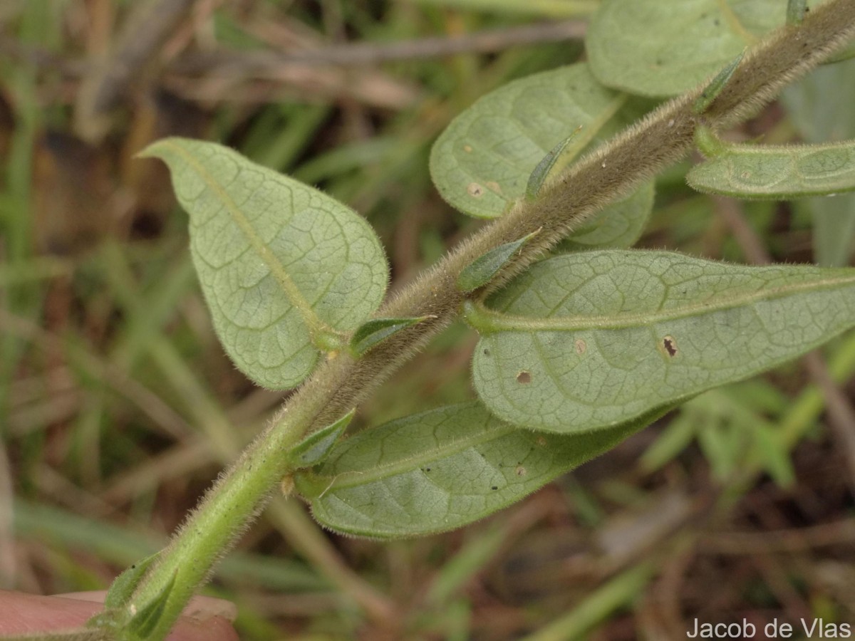 Crotalaria multiflora Benth.